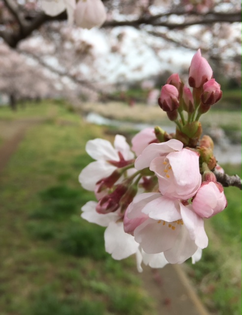 夜桜よりも