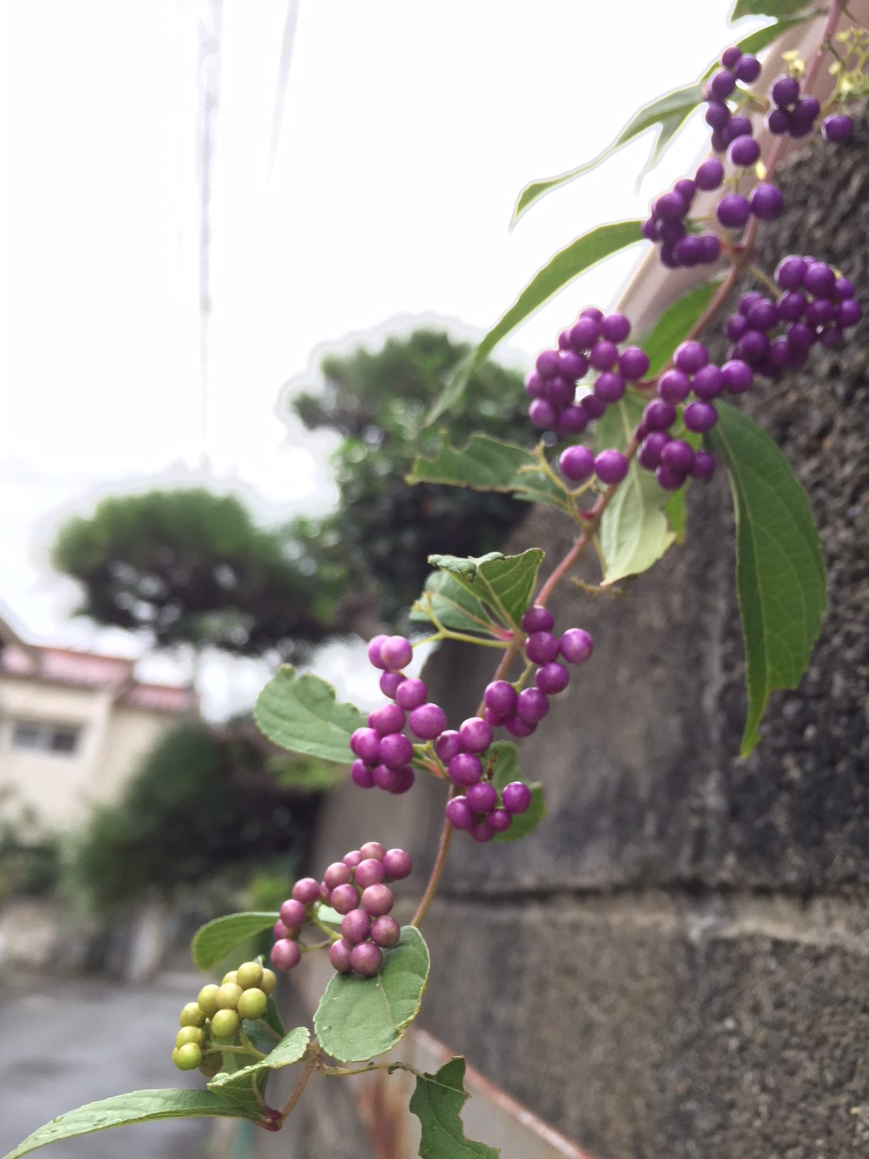 気になってるけど、やってない。