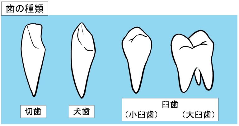 歯の種類 ｜ 八王子市大塚の歯医者 入れ歯・インプラント・矯正 あきいけ歯科